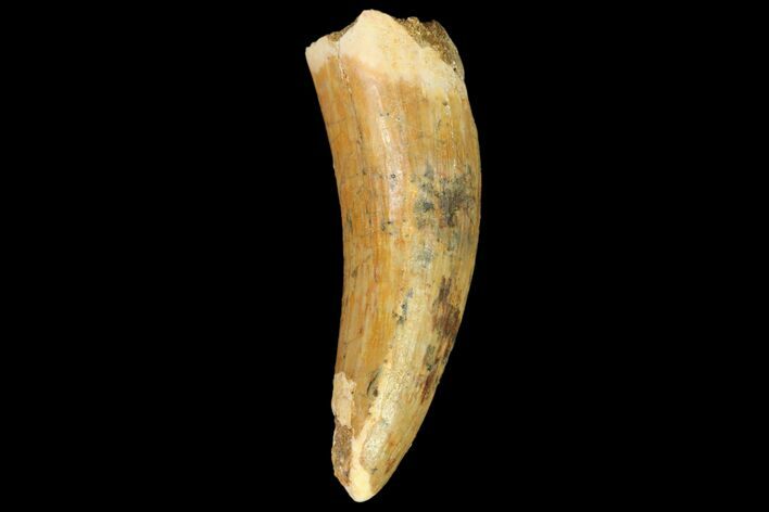 Fossil Crocodile (Elosuchus) Tooth - Morocco #81034